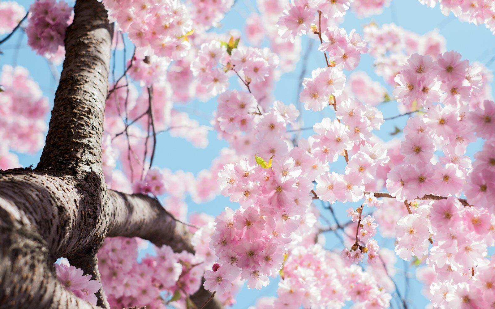 Primavera: renacer también es soltar